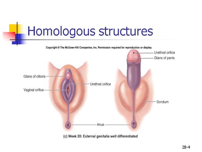 28-4 Homologous structures